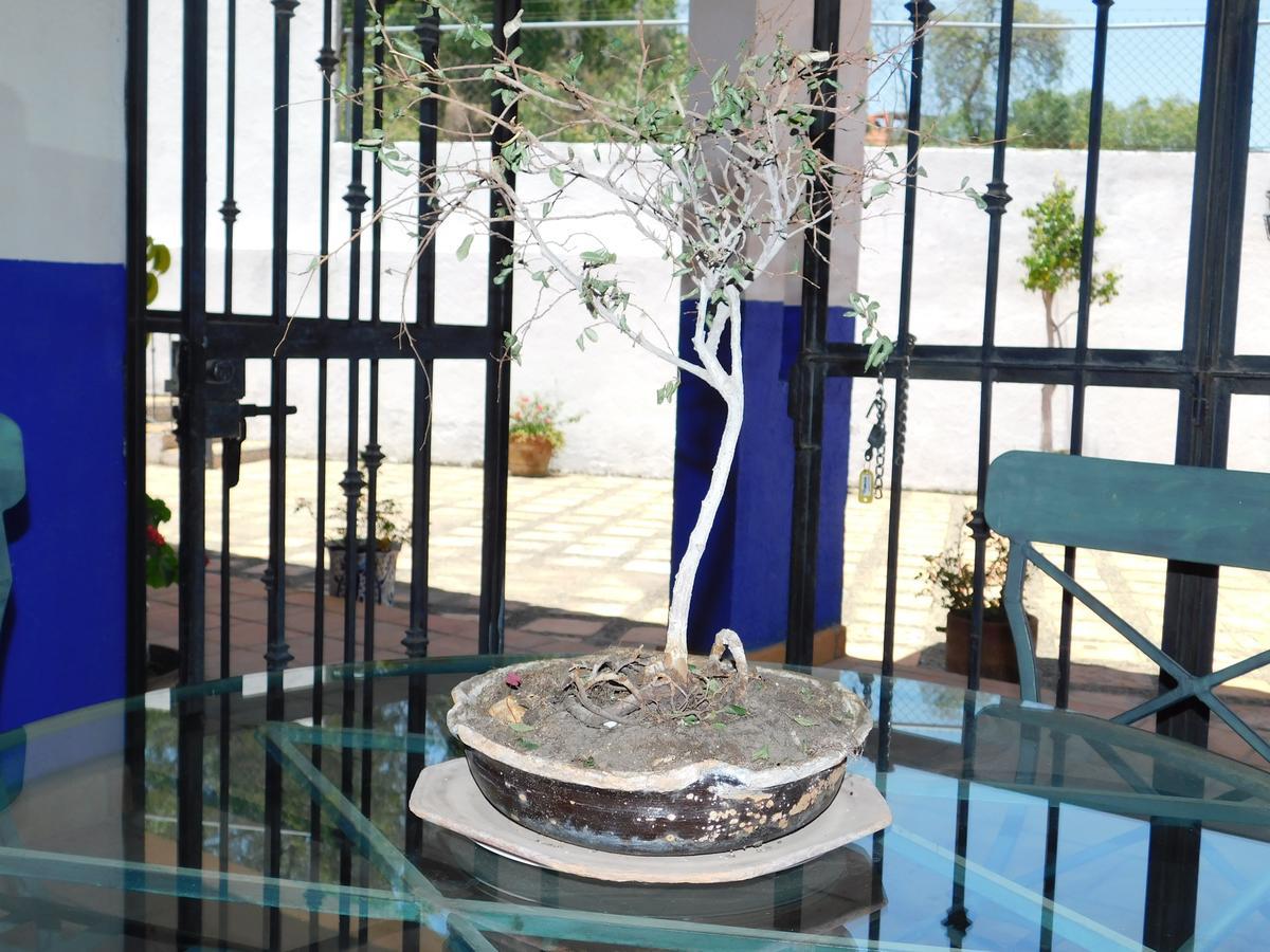 瓜纳华托 Casa Erizo 39 (Adults Only)酒店 外观 照片
